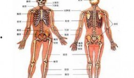 人体模型最新爆料图解,图解人体结构与功能全解析